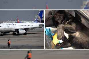 Dog Dies On A Flight