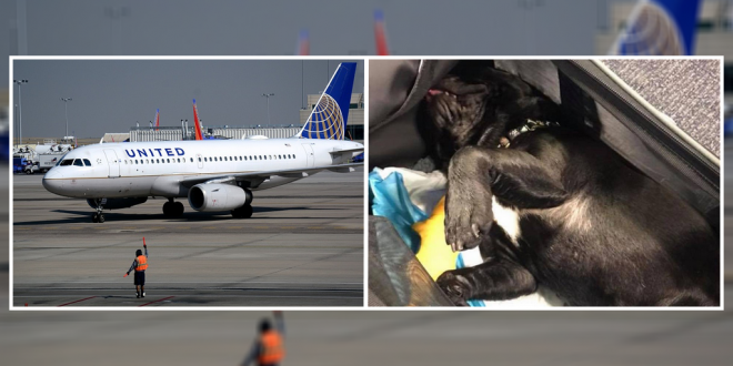 Dog Dies On A Flight