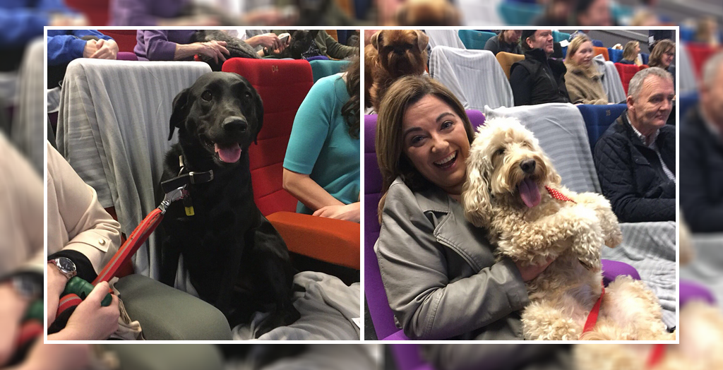 Dog friendly cinema in Ireland