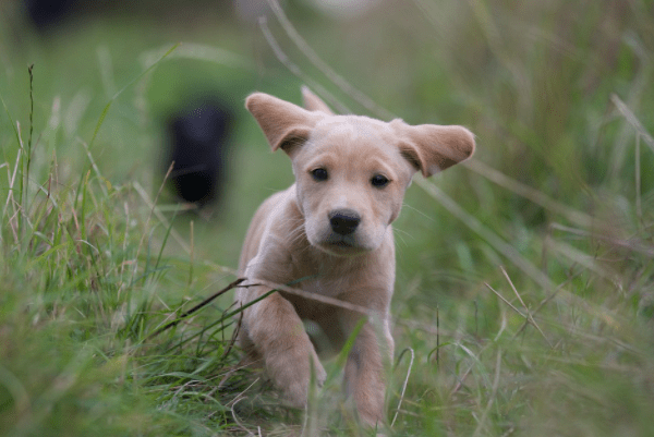 Labrador dog puppy price in India