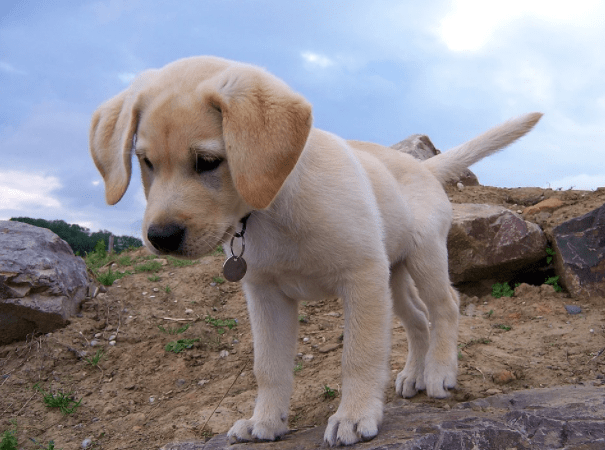 How Much A Labrador Puppy Cost In India? | DogExpress