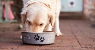 Right Nutrition To Your Dog