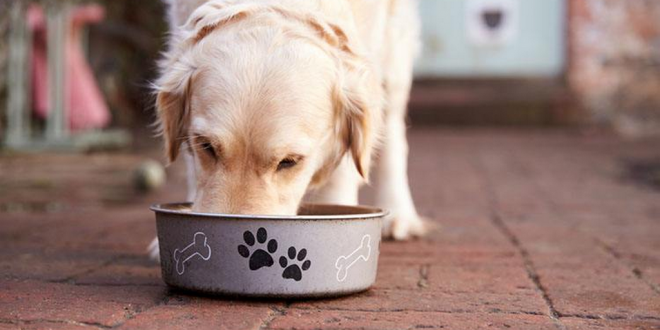 Right Nutrition To Your Dog