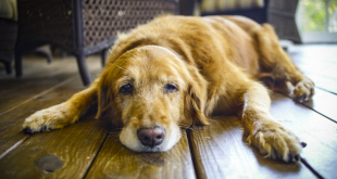 Skin cancer inn dogs