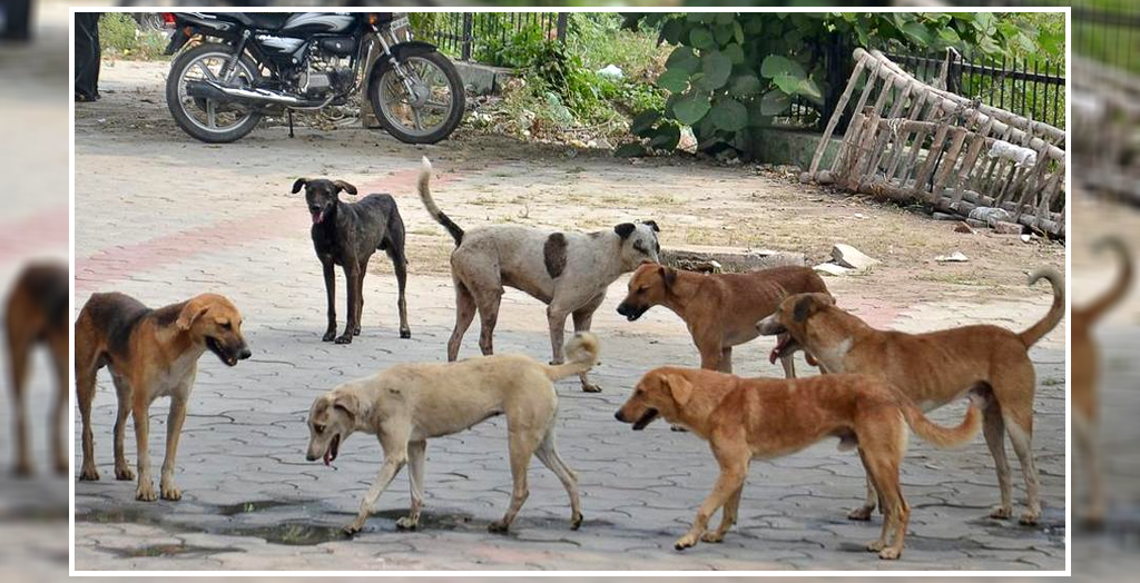 Stray dog bite cases