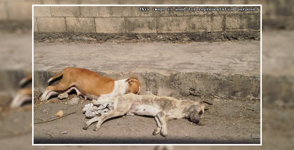Stray dog poisioned