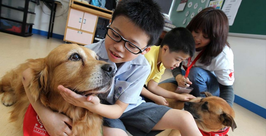 Therapy dogs