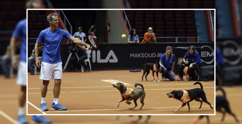 ball dogs at brazil