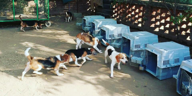 beagle are up for adoption