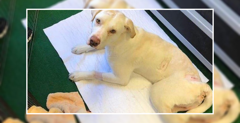 dog get new home