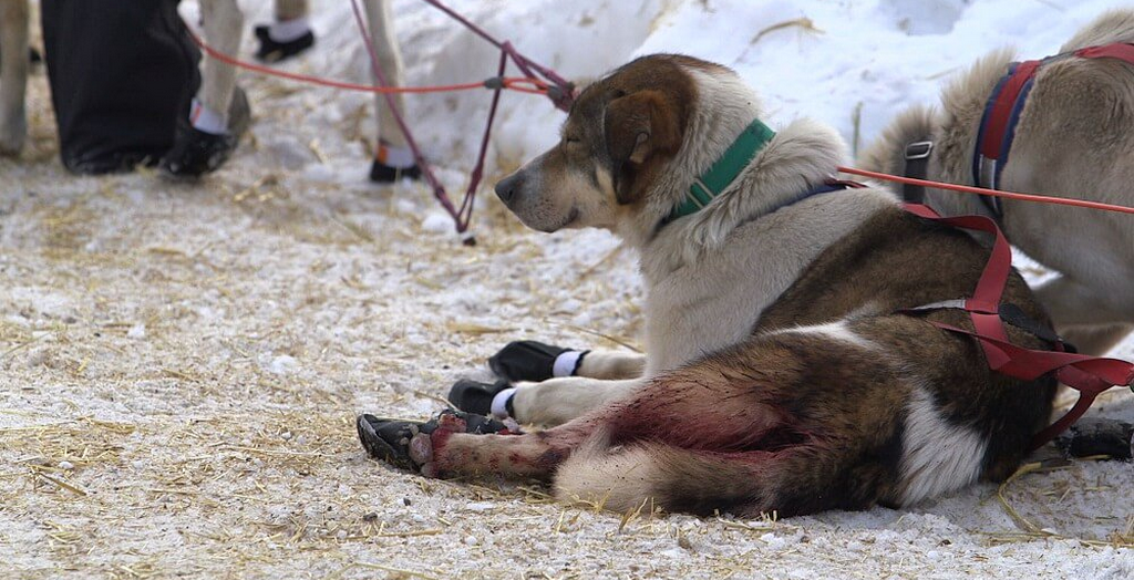 iditarod race