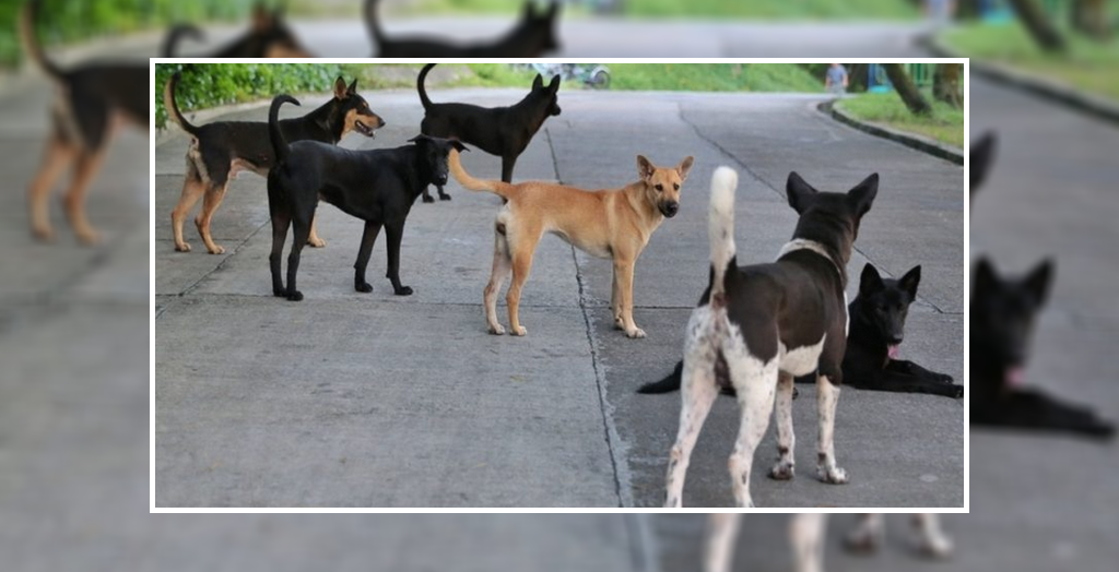 stray dog