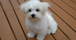 Complete Guide on Choosing Wheaten Terrier Puppy