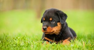 Cute-Rottweiler-Puppy-Sitting-In-Grass