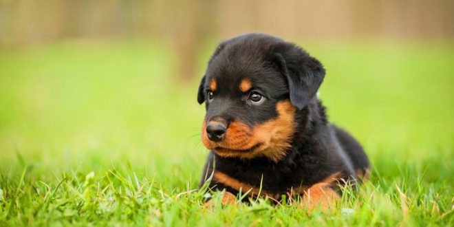 Cute-Rottweiler-Puppy-Sitting-In-Grass