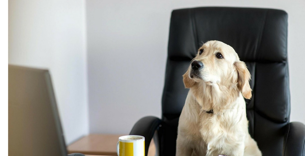 Dog at Amazon