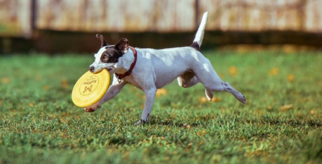 Dog Park in Pune