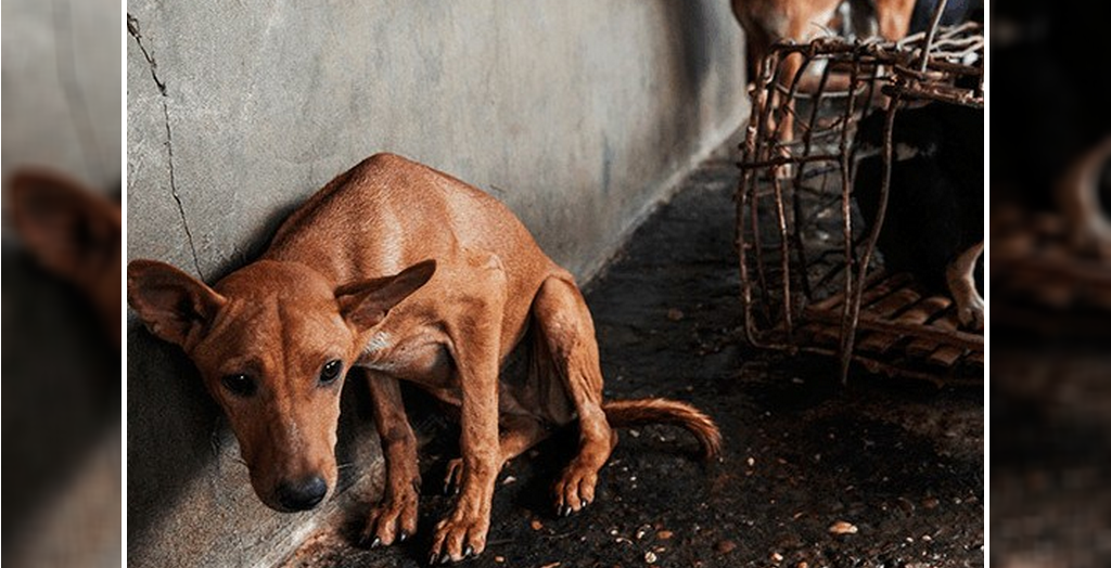 Dog meat