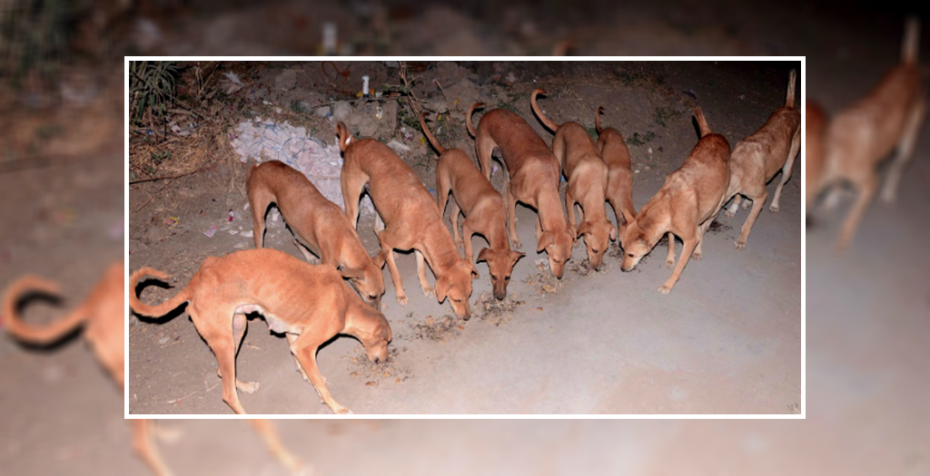 Gujarat's Panchot Village Dogs Are Millionaires | DogExpress
