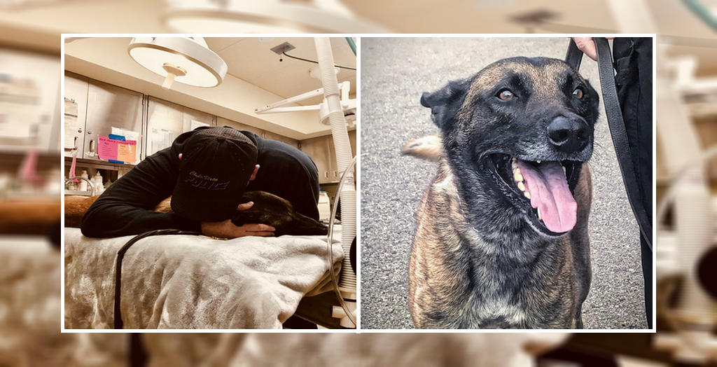 K-9 dog