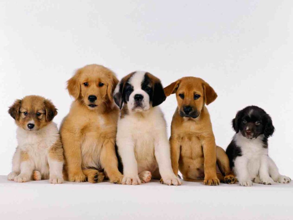 Puppy Fear Periods