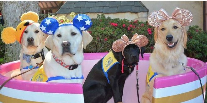 Service Dogs at Disneyland