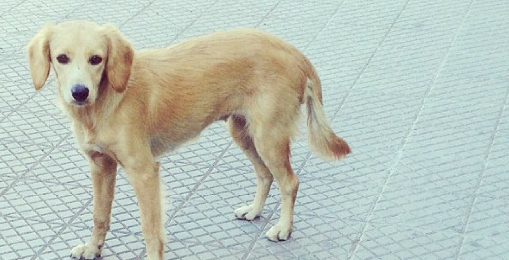 Stray dog Gurugram