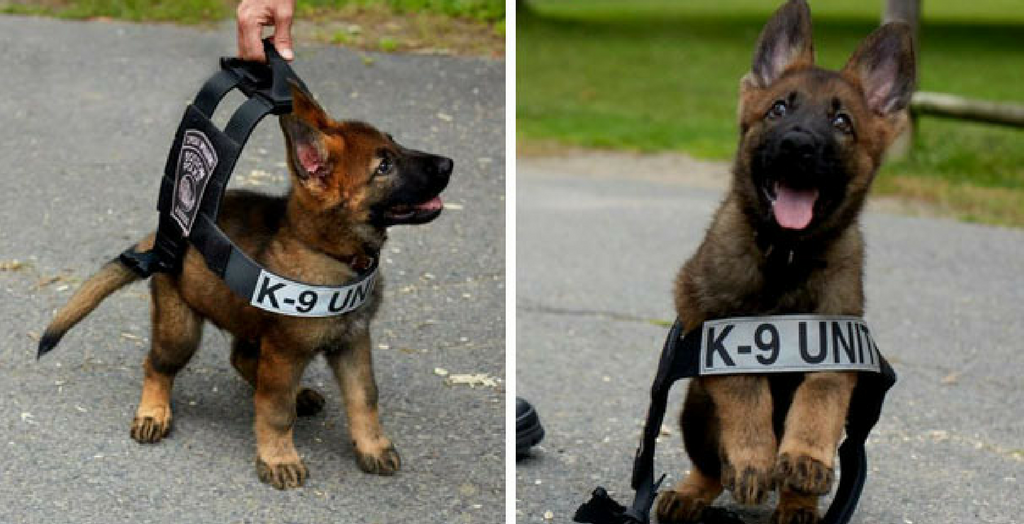 service dogs
