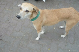 Stray dog with green coller