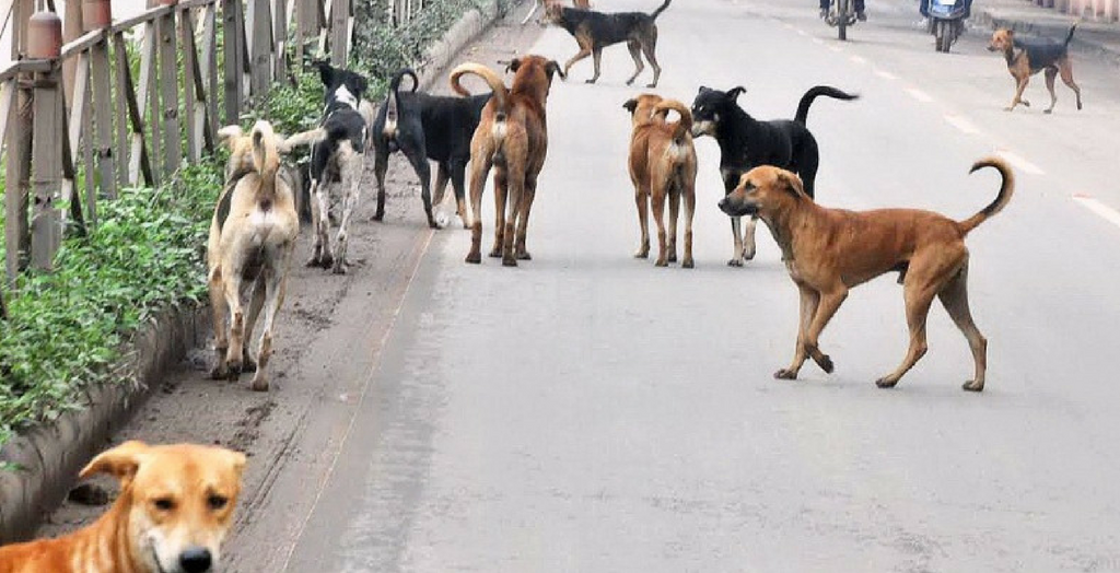 Stray Dogs