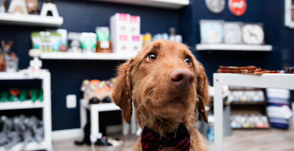 The Future of Pet Industry DogExpress