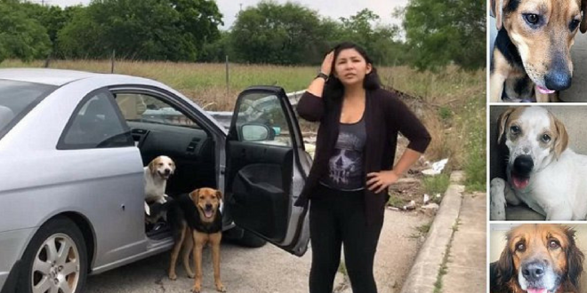 A woman abandoning four dogs
