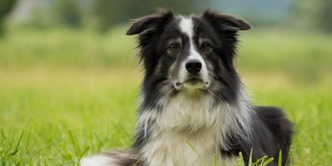 border collie