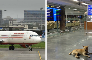 stray dogs at runway
