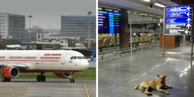 stray dogs at runway