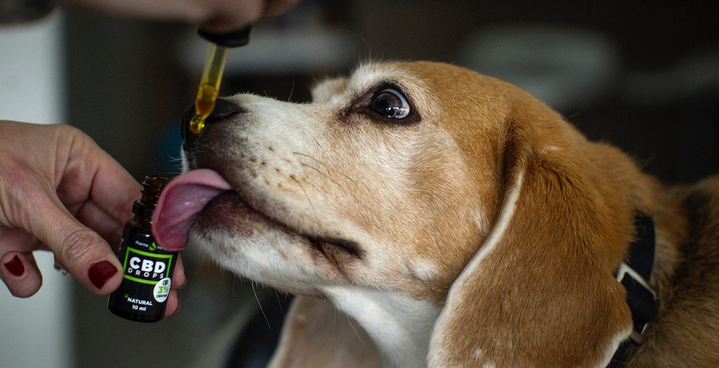 What CBD Dosage Is Right For My Pet? | DogExpress