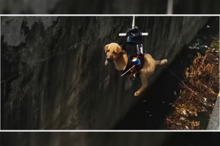 Drone To Rescue A Drowning Puppy