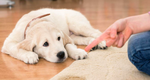 Importance of deworming in dogs