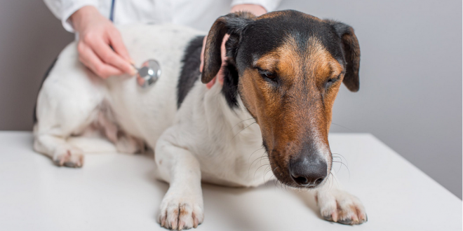 Kidney infection in dogs