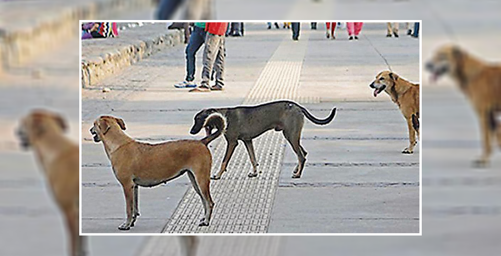Stray dog at sukhna
