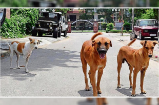 Stray dogs in Mohali