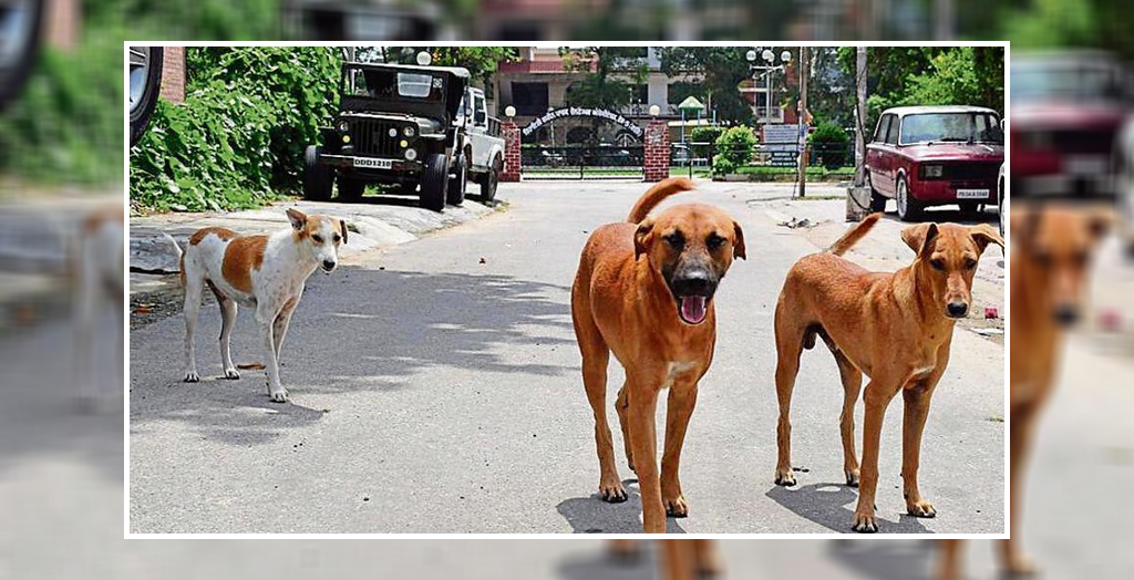 Free Services For Stray Dogs In Mohali | DogExpress