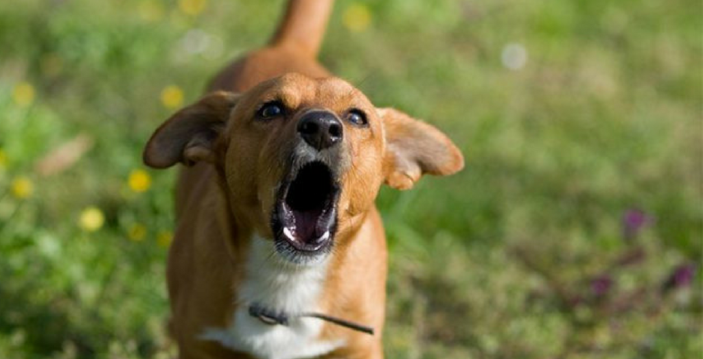 pet dog bit a boy