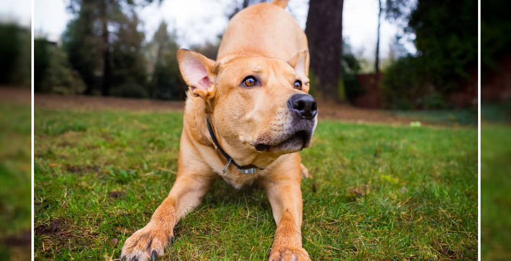 dog shoots owner