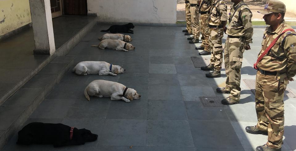 dog squad