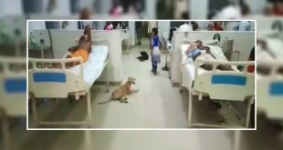 stray dogs in a hospital