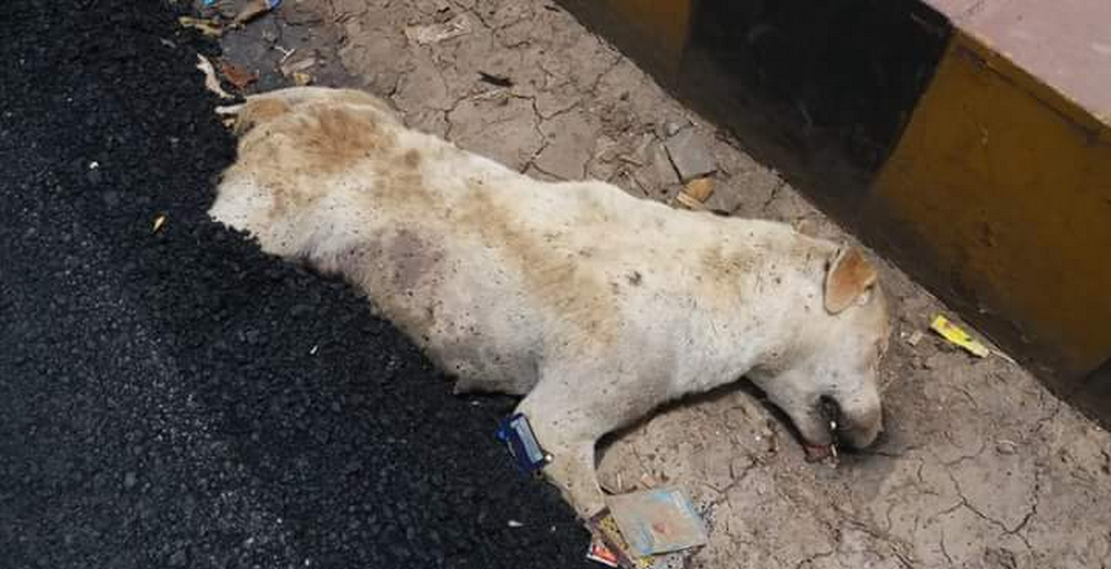 A Dog Buried Alive