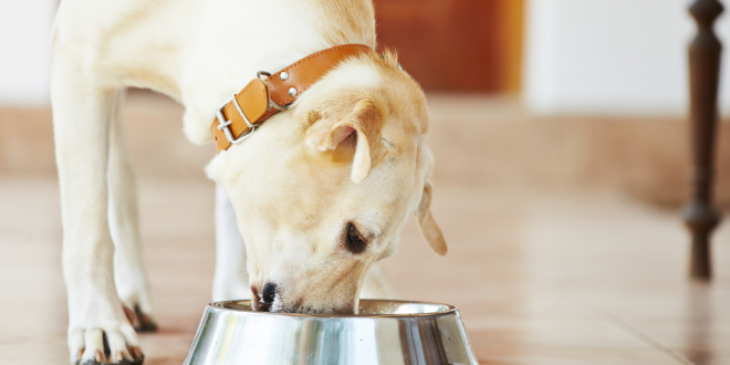 What diet can you give to dogs according to Ayurveda? | DogExpress