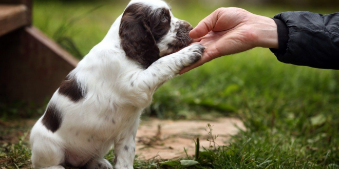 Basic Skills That Your Dog Needs To Be Taught