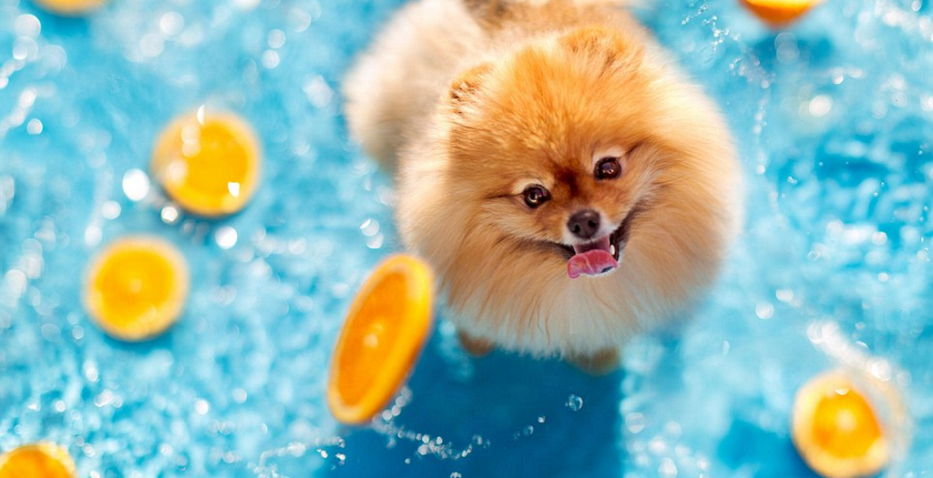 Dog love water